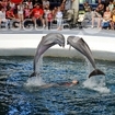 Делфинариум-Варна