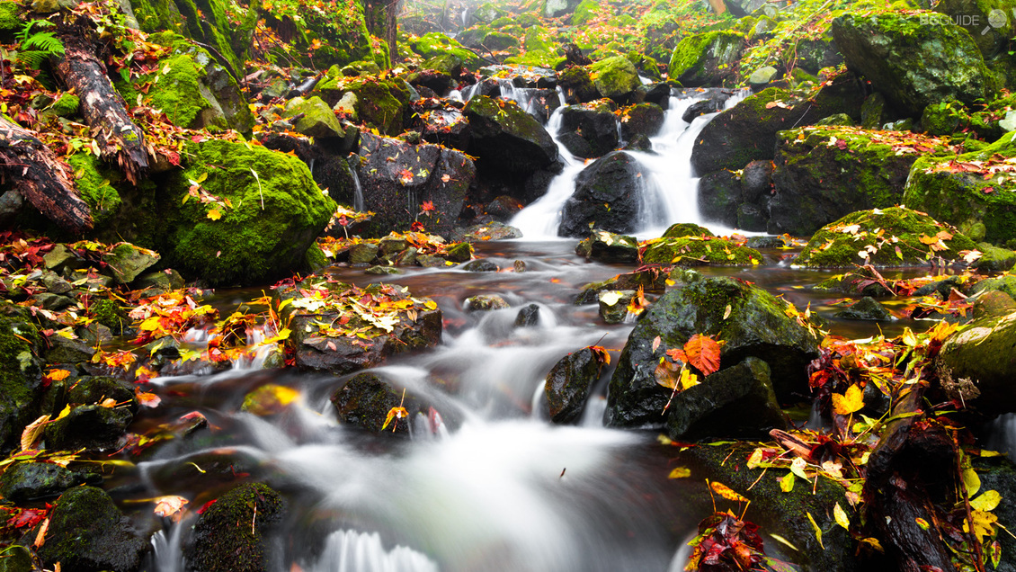 Боянска река