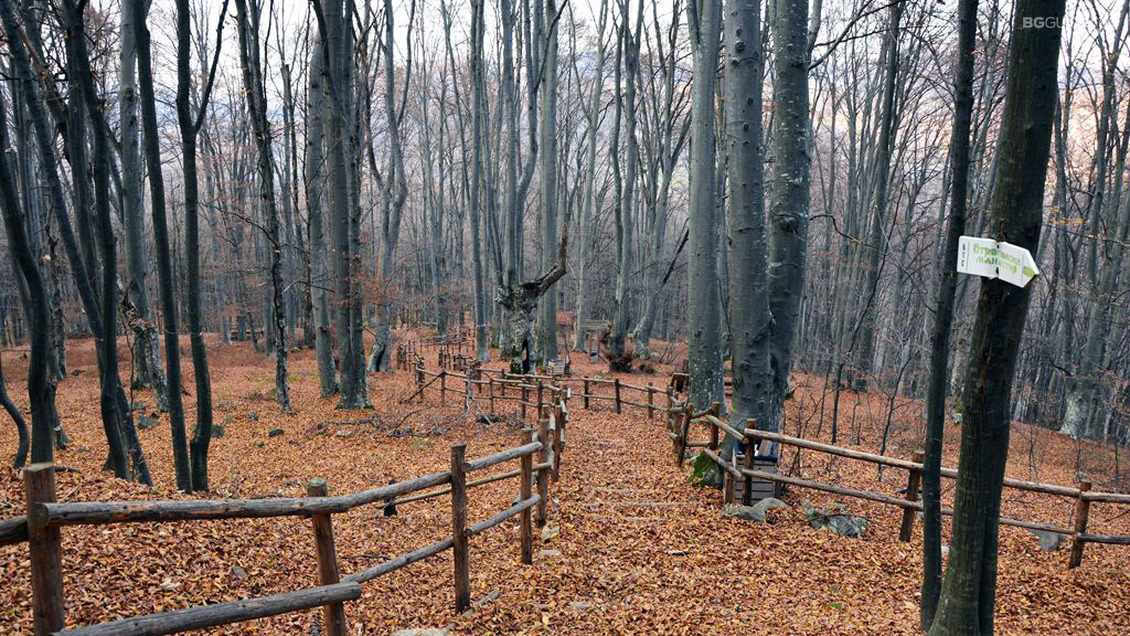 “Echoing Bell Chimes” Eco trail
