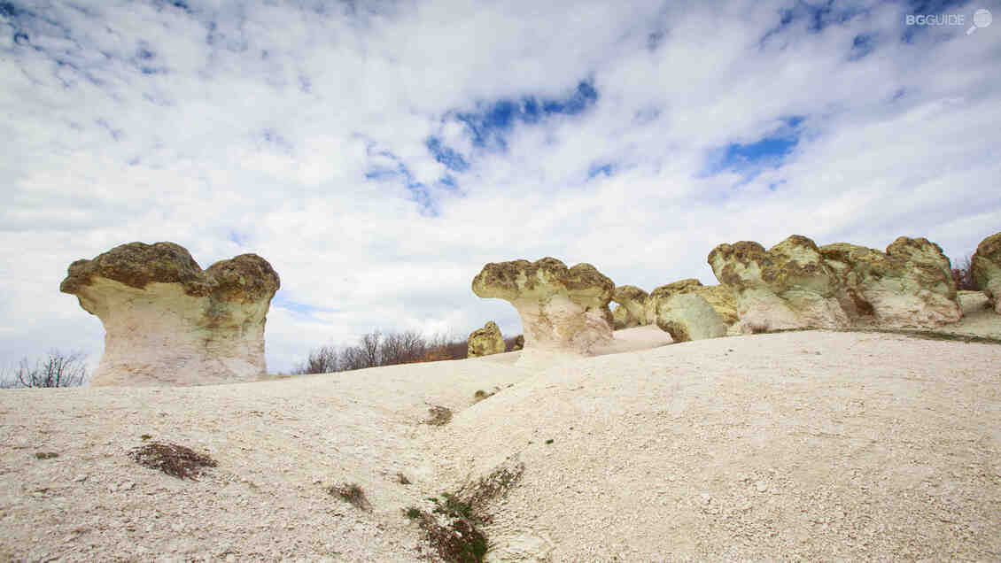 Каменни гъби