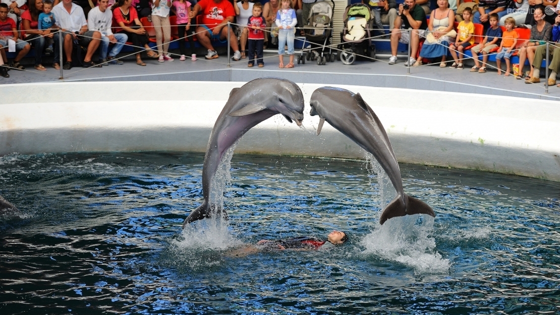 Делфинариум-Варна