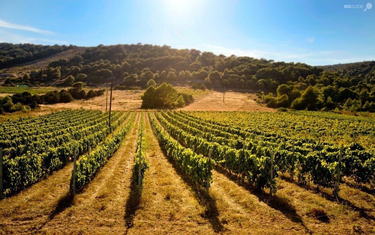vineyards-fields_1306x818_crop_06209c8e97
