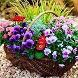 photo_155x155_crop_a3d477370e