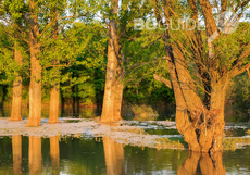 reka-ogosta-1_230x161_crop_1329a57888