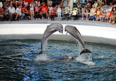delfinarium-varna-2_230x161_crop_5928a484f2