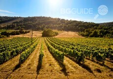 vineyards-fields_230x161_crop_06209c8e97