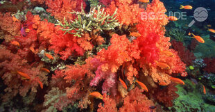 slide2_310x161_crop_614867a554