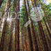 sun-shining-forest-trees-chuprene_74x74_crop_6ed8a54cca