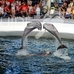 delfinarium-varna-2_74x74_crop_5928a484f2